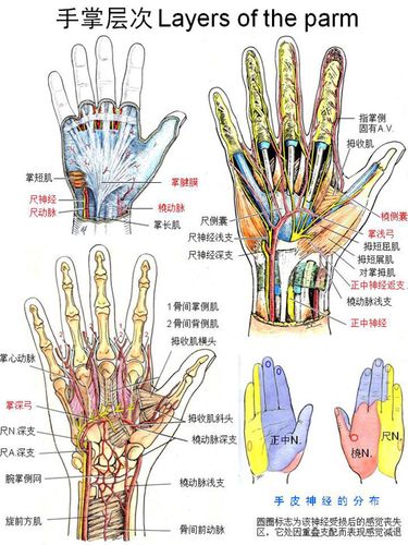 血管-手掌层次.jpg