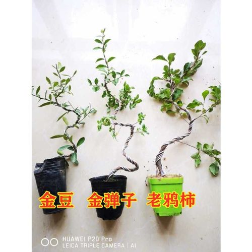 金弹子造型苗四川金弹子盆栽打弯母苗可结果金弹子小苗金单蛋子苗