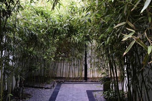 竹林绿草