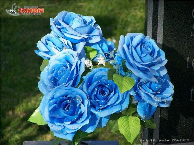精选美丽绽放的蓝色玫瑰花卉图片分享