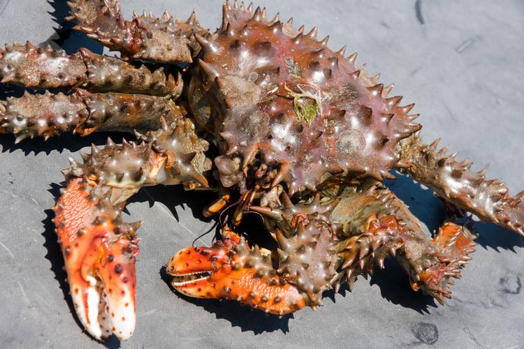  p>刺蟹,南方也称帝王蟹,黑龙江地区有称为蜘蛛蟹. /p>