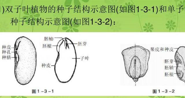 植物种子的结构