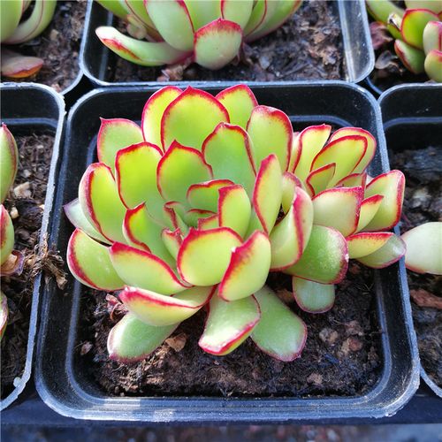 热卖红边灵影 多肉 多肉植物 红边状态好 满50包邮 不仅布蔓推荐