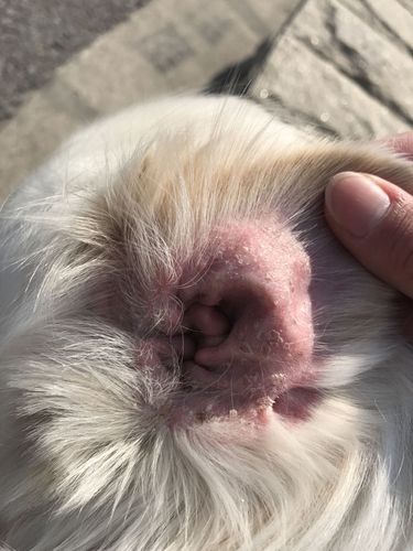 请问狗耳朵里这个是耳螨吗?