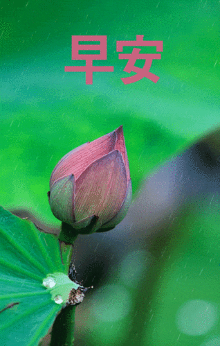 7张夏天唯美早上好图片动态的带鲜花 微信朋友圈早安问候温馨短信