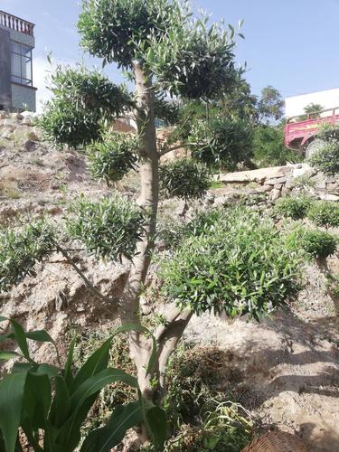 景观盆栽 橄榄树盆景 绿化 景观