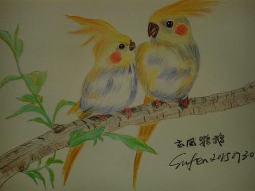 玄凤鹦鹉 喜欢这样安安静静待在一起的感觉