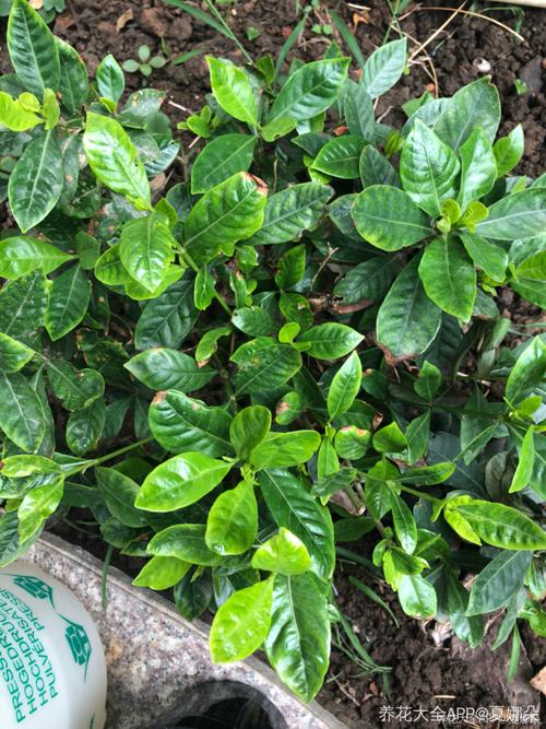 栀子花叶子出现铁锈色 是病了吗 跪求帮助
