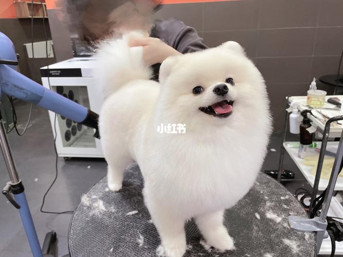 博美造型海豹装_博美_宠物_我家宠物好可爱_宠物_狗