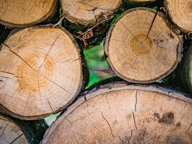 木材,树,森林,自然,结构,黑色的森林,部落