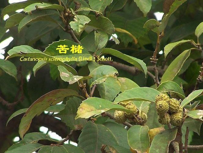 苦槠(zhū),所属植物界,壳斗目,山毛榉科,其寿命非常长,叶常绿,枝叶