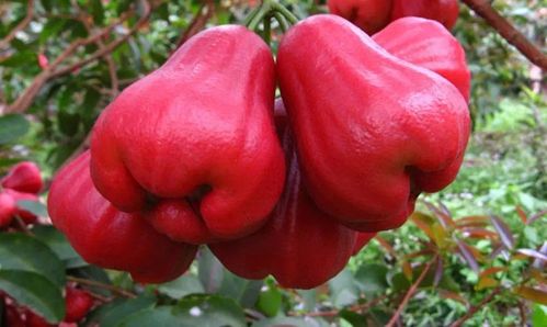 你可曾听过莲雾来自岭南的水果