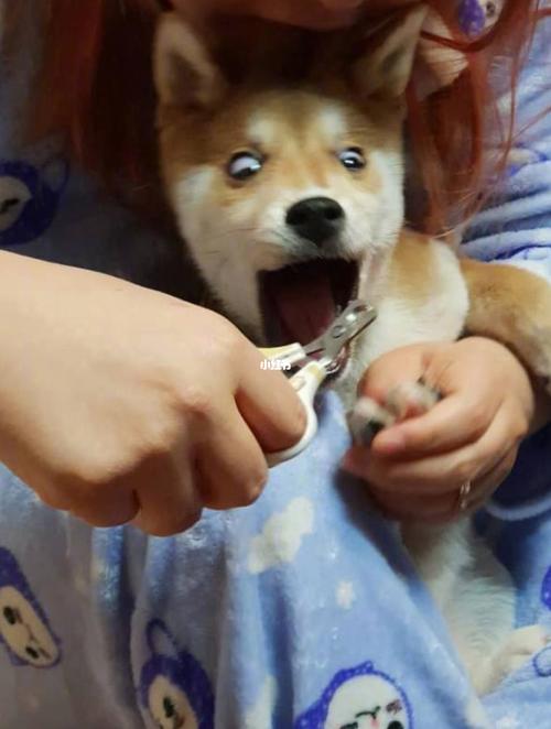 当你给柴犬剪指甲时06表情逐渐失控_柴犬_万达广场