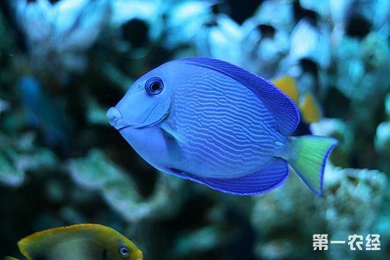 大西洋紫蓝吊