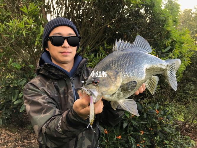 路亚澳洲鲈鱼australian bass(九斑麦氏鲈)_australian_澳洲_钓鱼