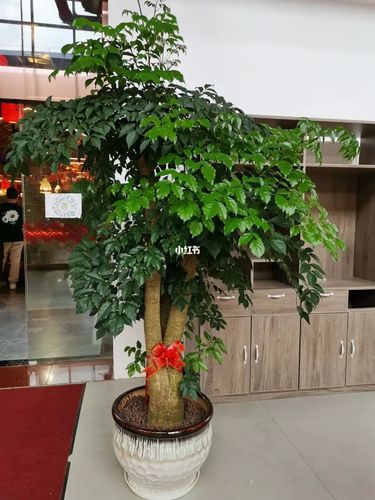 幸福树幌伞枫盆栽风水树_盆栽_风水_幸福树_生活记录