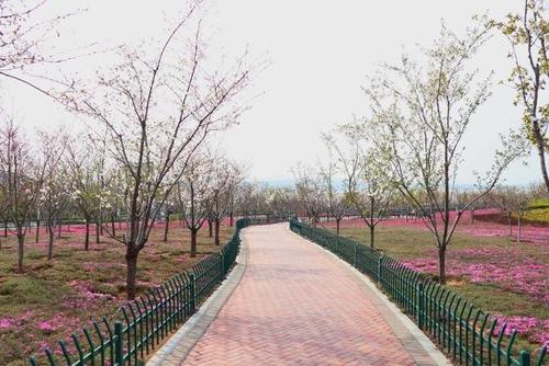不由得让人想起这里的那片芝樱花海 文昌湖樱花园内有淄博本地及周边