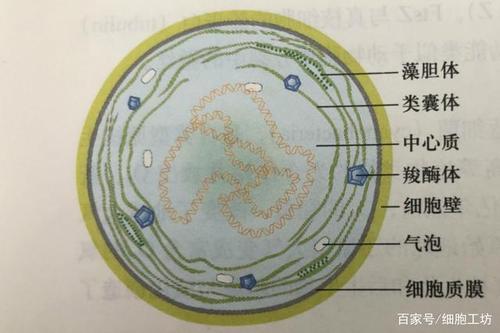 对我就是蓝藻,但我更喜欢你们叫我蓝细菌