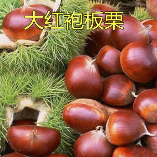 大红袍板栗苗 嫁接苗 1.5~2米