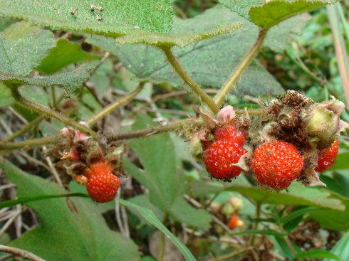 八月泡(又称"野草莓")