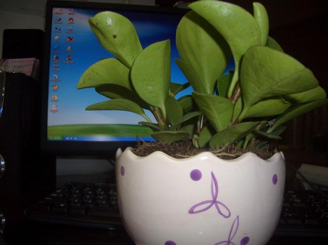 买的时候别人说是电脑宝贝.请问真的能防辐射吗?