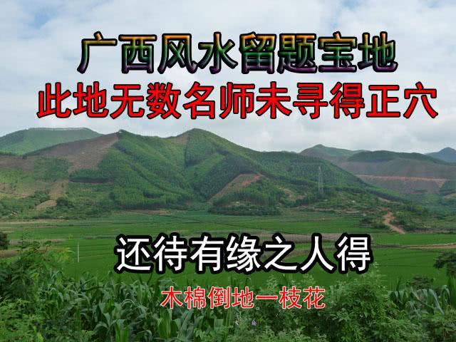 广西留题风水宝地,木棉倒地一枝花,到现在还没有人得到正穴