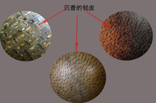 沉香木长什么样子