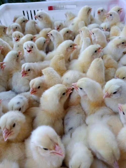 甘孜817鸡苗价格防疫全