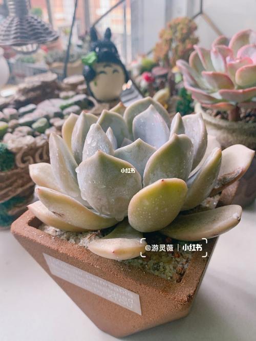 提拉米苏 看起来有没有一点好吃97_提拉米苏_多肉植物_多肉控_家居