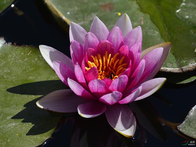 粉莲花