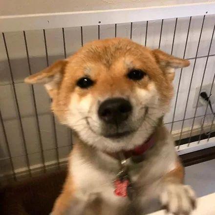 网友家的柴犬超治愈,每次回家看到它的笑脸,心都化了!