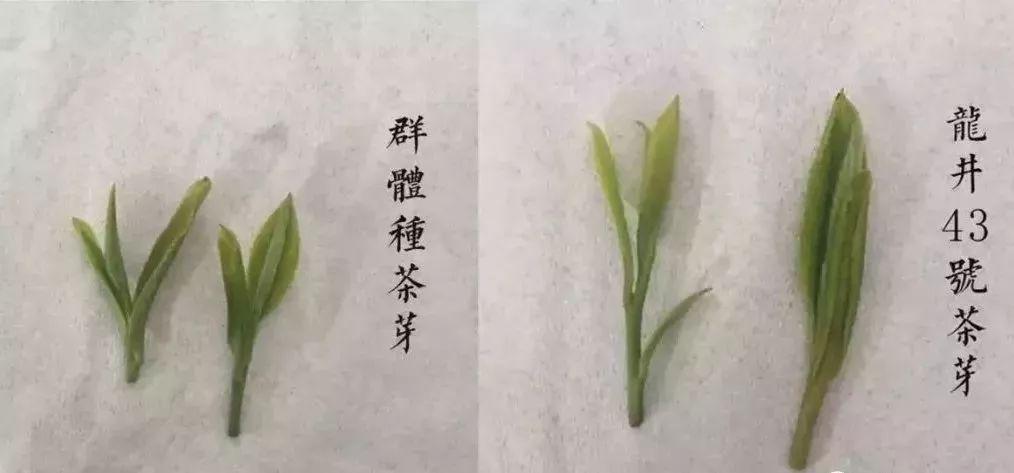 叫龙井43号,则是因为在采样培育的过程中,编号43号的样株因发芽早