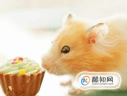 仓鼠能吃什么不能吃什么优质