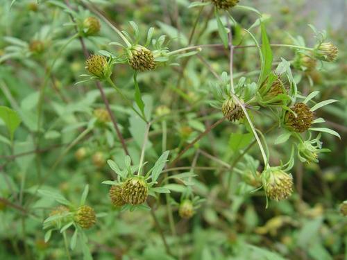 粘粘草的功效作用