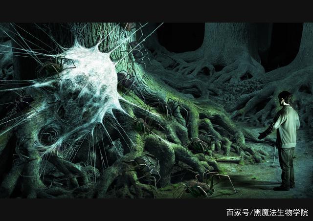禁忌森林的神奇动物之八眼蜘蛛