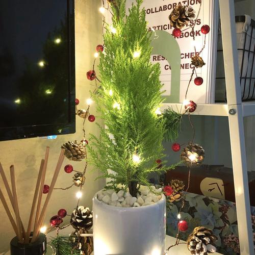 诚韵香冠柏小香松盆栽植物