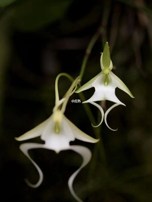 世界上最稀有的花你见过吗