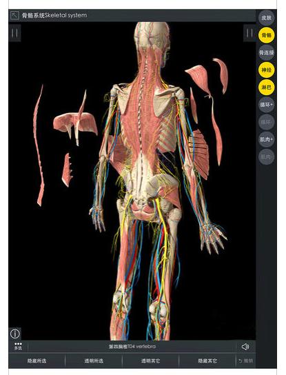 3dbody使用便利,可以随意增减肌肉,淋巴,神经,皮肤等,重要的是免费!