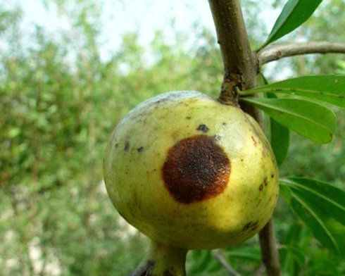 石榴树根腐病防治方案