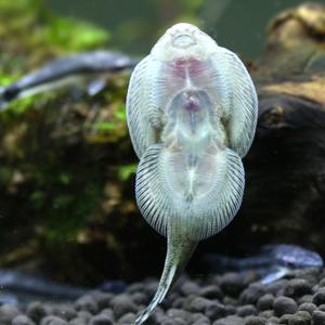 双吸盘鳅 琵琶清道夫 华吸鳅原生观赏鱼 小提琴爬岩鳅除藻鱼 活体