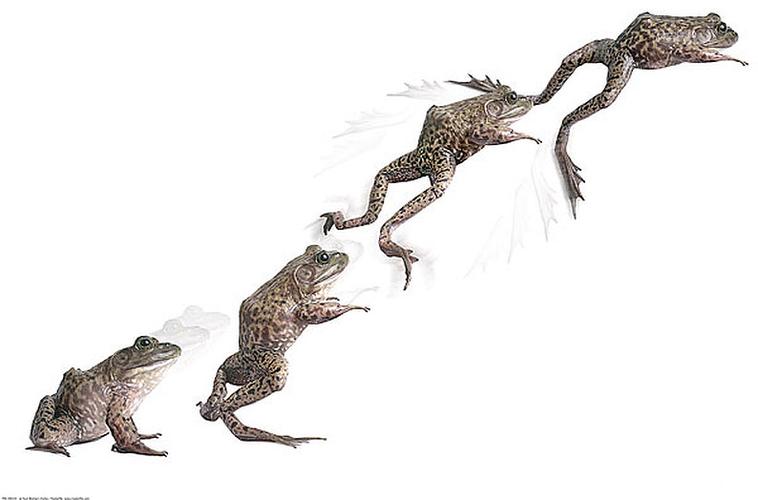 青蛙_跳跃_图片大全—全景创意图库(quanjing.com)的