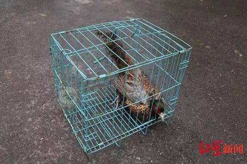 刑拘四川广安一男子嘴馋夜间诱捕野鸡被抓现行