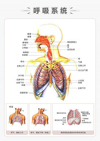 医院宣传图片_呼吸科标语_慢性支气管炎