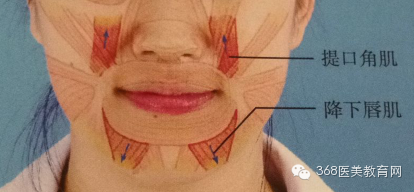 1, 提口角肌(levator anguli oris)