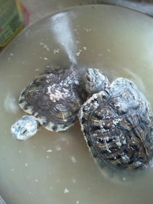 乌龟身上有一层白色东西,不知道怎么回事.