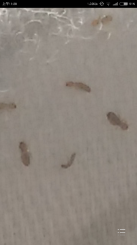 它爬行的速度挺快的,颜色黑色褐色白色不等,在我家床垫上床单上爬来爬