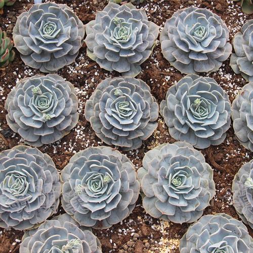 花龙园艺 双子座 十二星座系列多肉 进口多肉 基地直供 多肉植物