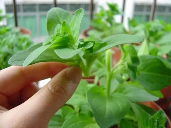 春天这5种花要经常掐尖越掐长得越旺