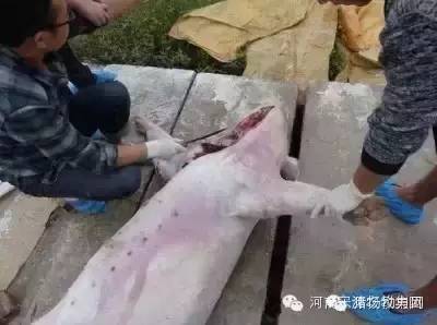 价值3万的公猪死亡,兽医全程现场解剖分析