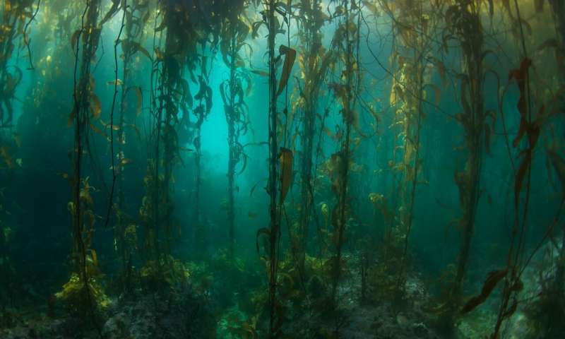 remote south american kelp forests surveyed for first time since